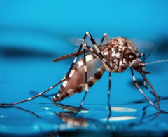 Boletim Dengue: Arapongas tem 35 casos confirmados e 415 notificações