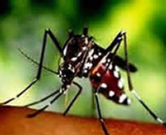 Aedes Aegypti : índice de infestação baixa em Arapongas