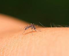 Arapongas registra 372 casos positivos de dengue