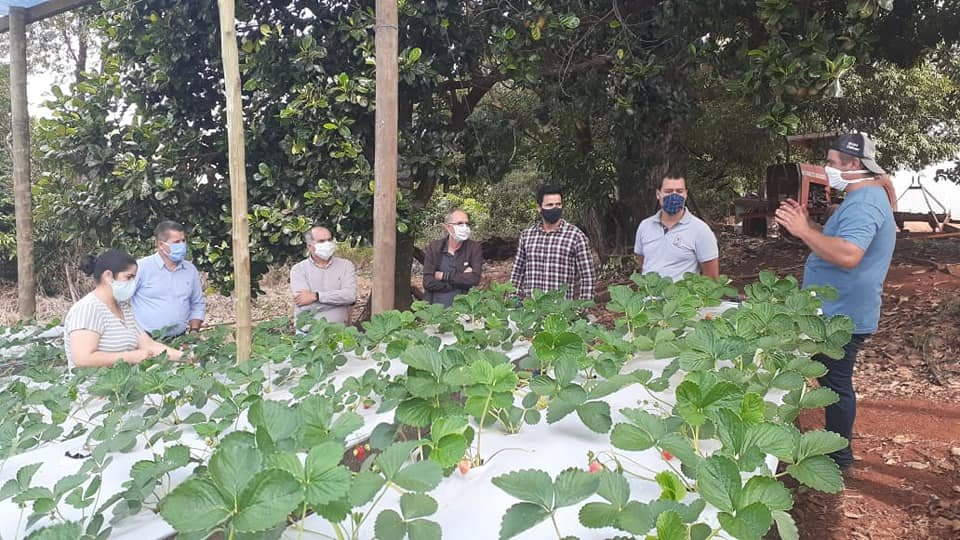 Comitiva de Arapongas conhece produção de morango e pitaia em Rolândia