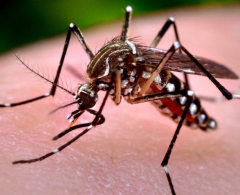 Arapongas tem 129 casos positivos de dengue